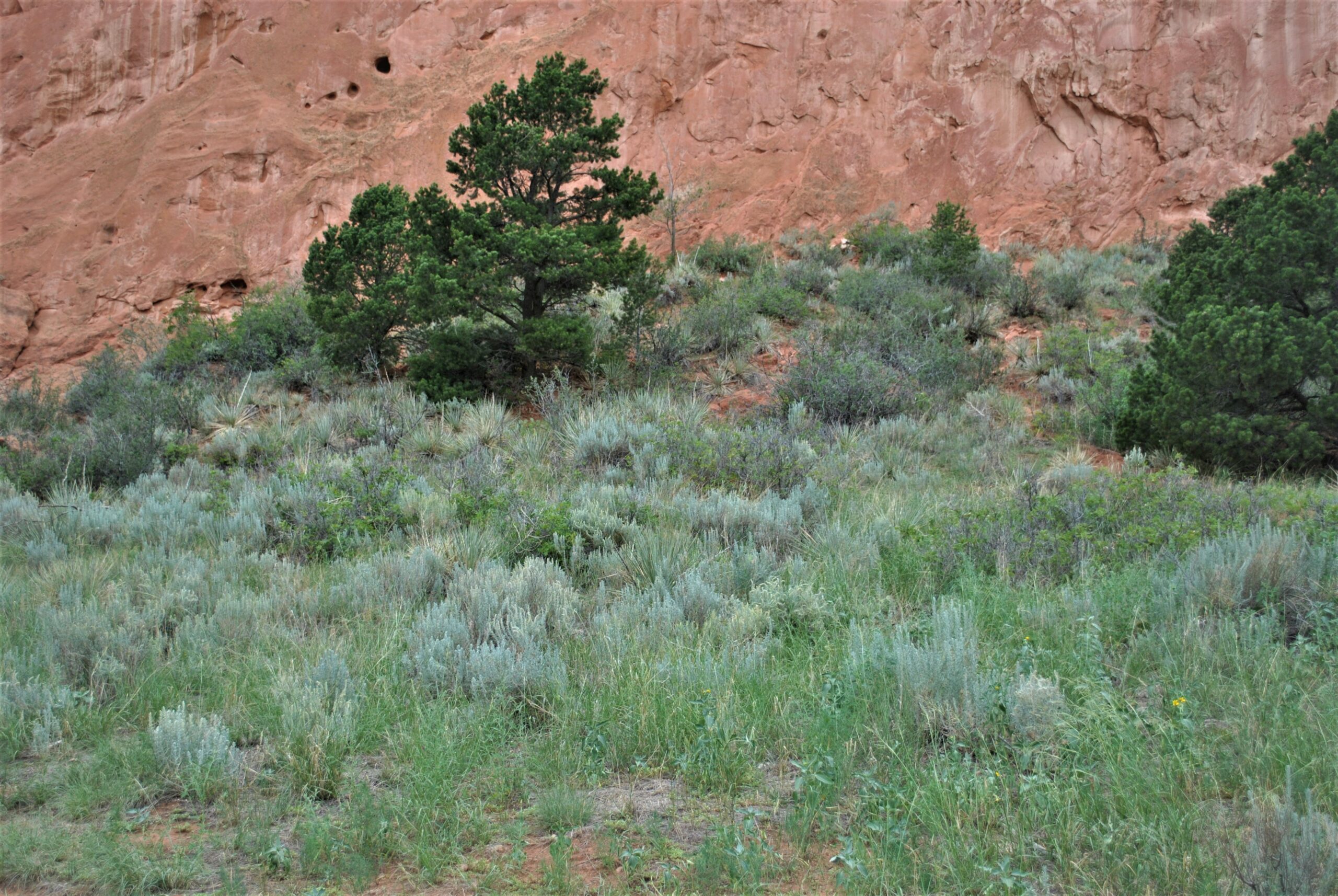 image of trees within garden of the gods