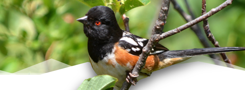 Bird Walk at Garden of the Gods Visitor & Nature Center — outdoors event in Colorado Springs on June 15, 2026