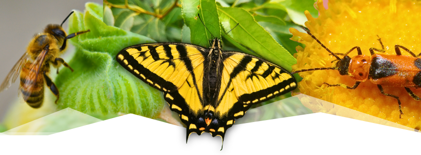 Pollinators in the Park — Colorado Springs event