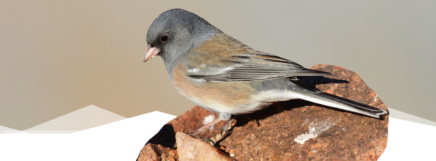 Bird Banding Demonstration – 9am Session at Garden of the Gods Visitor & Nature Center — outdoors event in Colorado Springs on June 23, 2026