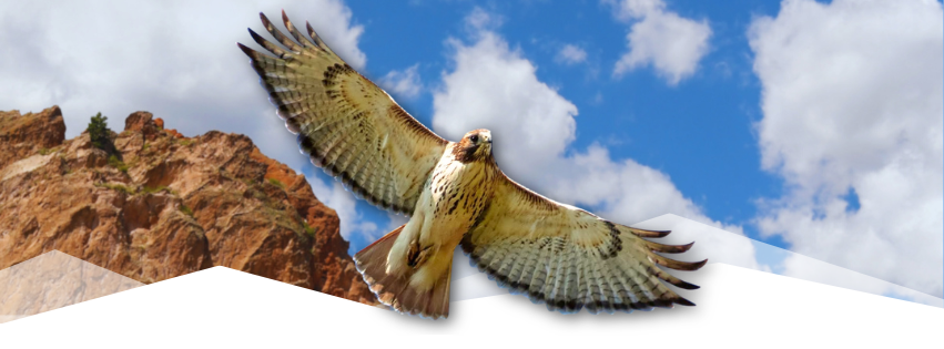 Raptors of Colorado