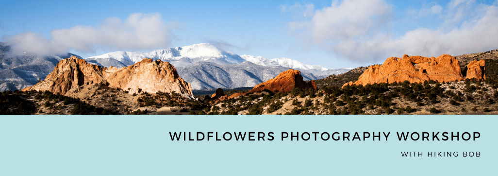 wildflowers photography