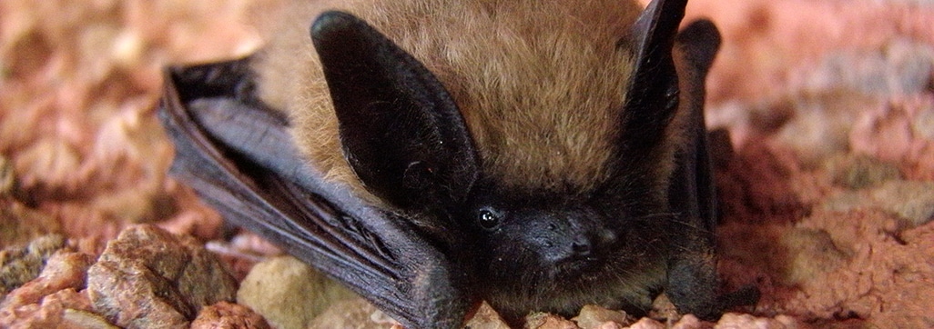 up close photo of a bat