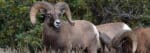 Big horn sheep