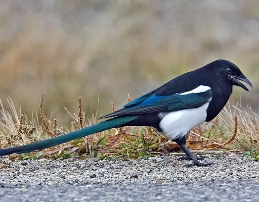 Black-Billed Magpie on the ground