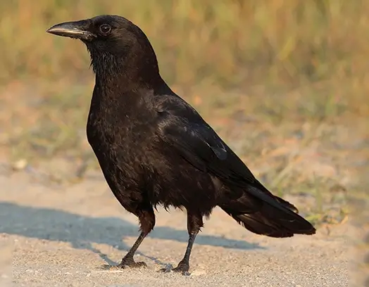 Common Crow standing on ground