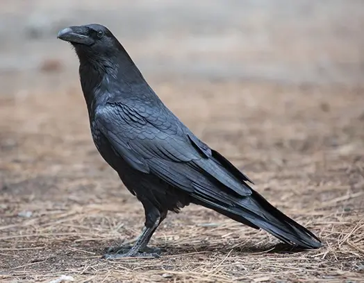 Common Raven standing on the ground