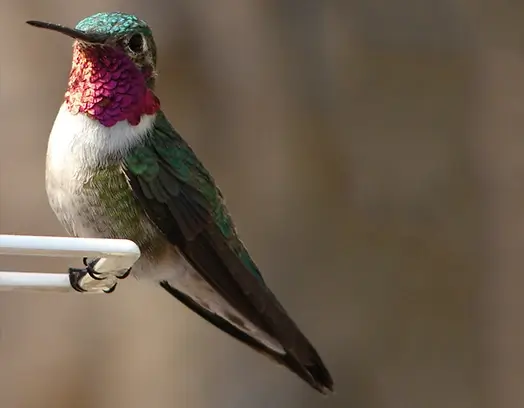 Brad-tailed Hummingbird