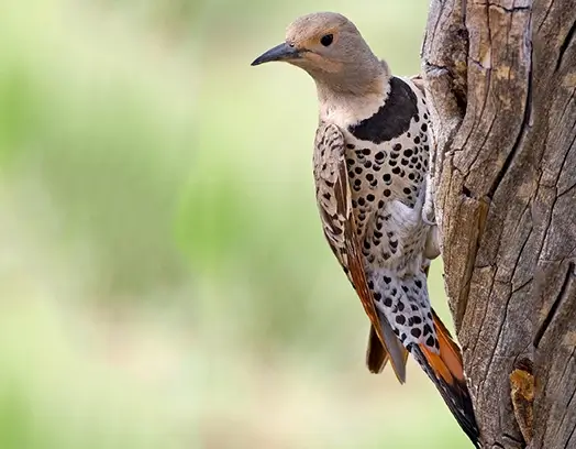 Norther Flicker on tree