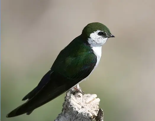 Violet-Green Swallow on branch