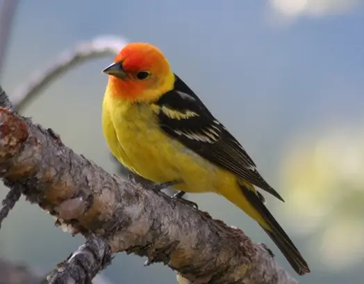 Western Tanager on Branch