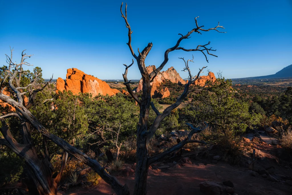 Tree in front of garden of the gods formations
