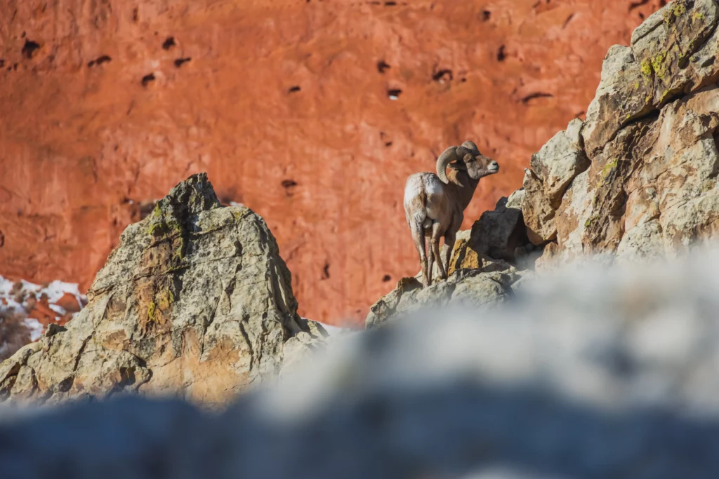 Bighorn sheep on rock