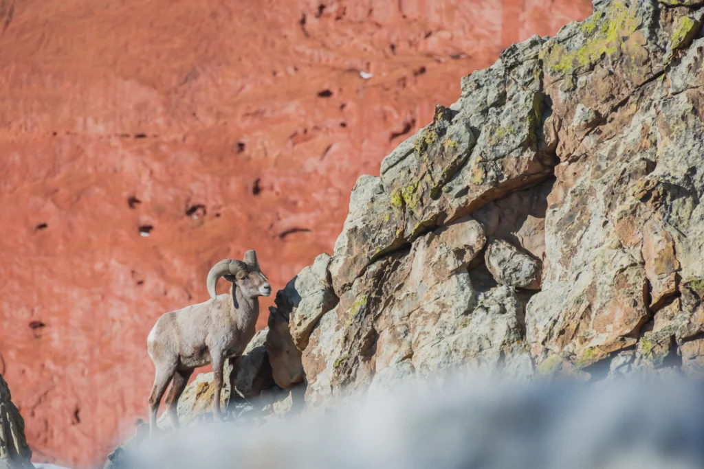 bighorn sheep on cliff