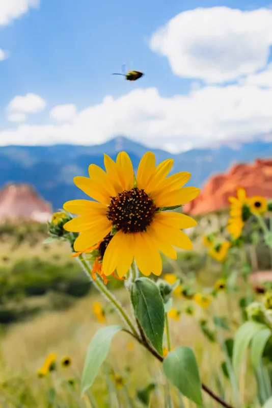 Close up of sunflowers at garden of the gods park