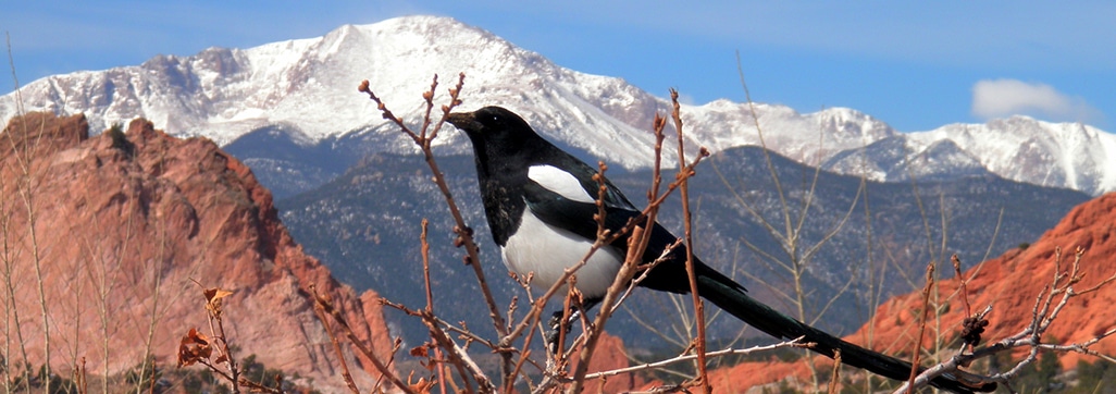 image of a magpie